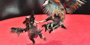 Tuyệt Chiêu Cách Chơi Đá Gà Sabong Tại Cat368 Ăn Tiền Thật