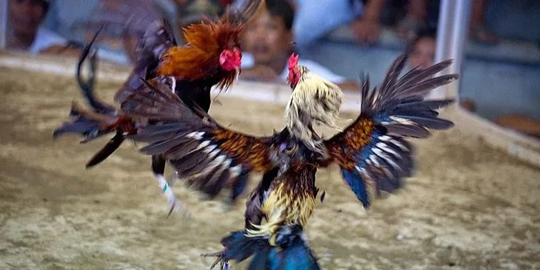 Tuyệt Chiêu Cách Chơi Đá Gà Sabong Tại Cat368 Ăn Tiền Thật